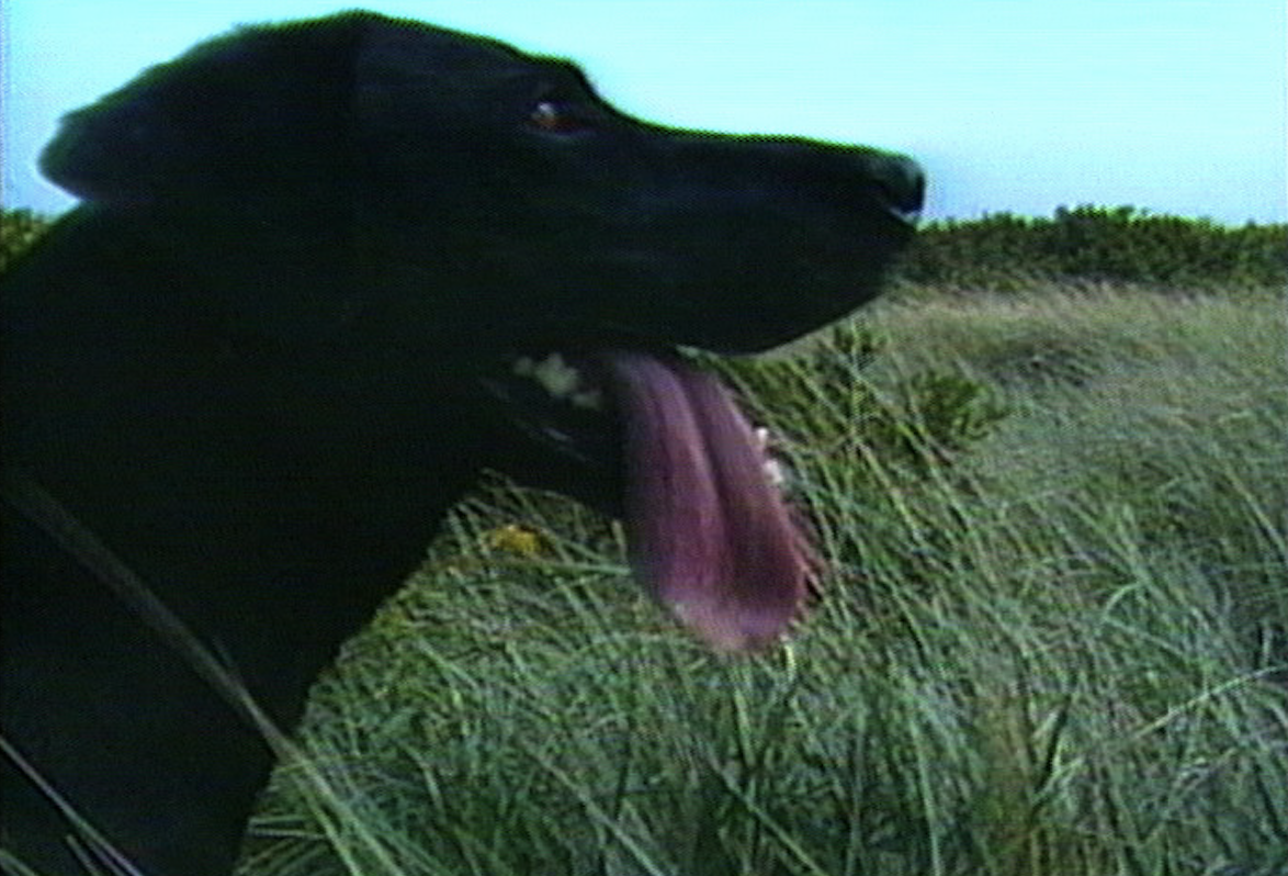 Distribution Spotlight: Burt Barr. Image: The Dogs (1989).